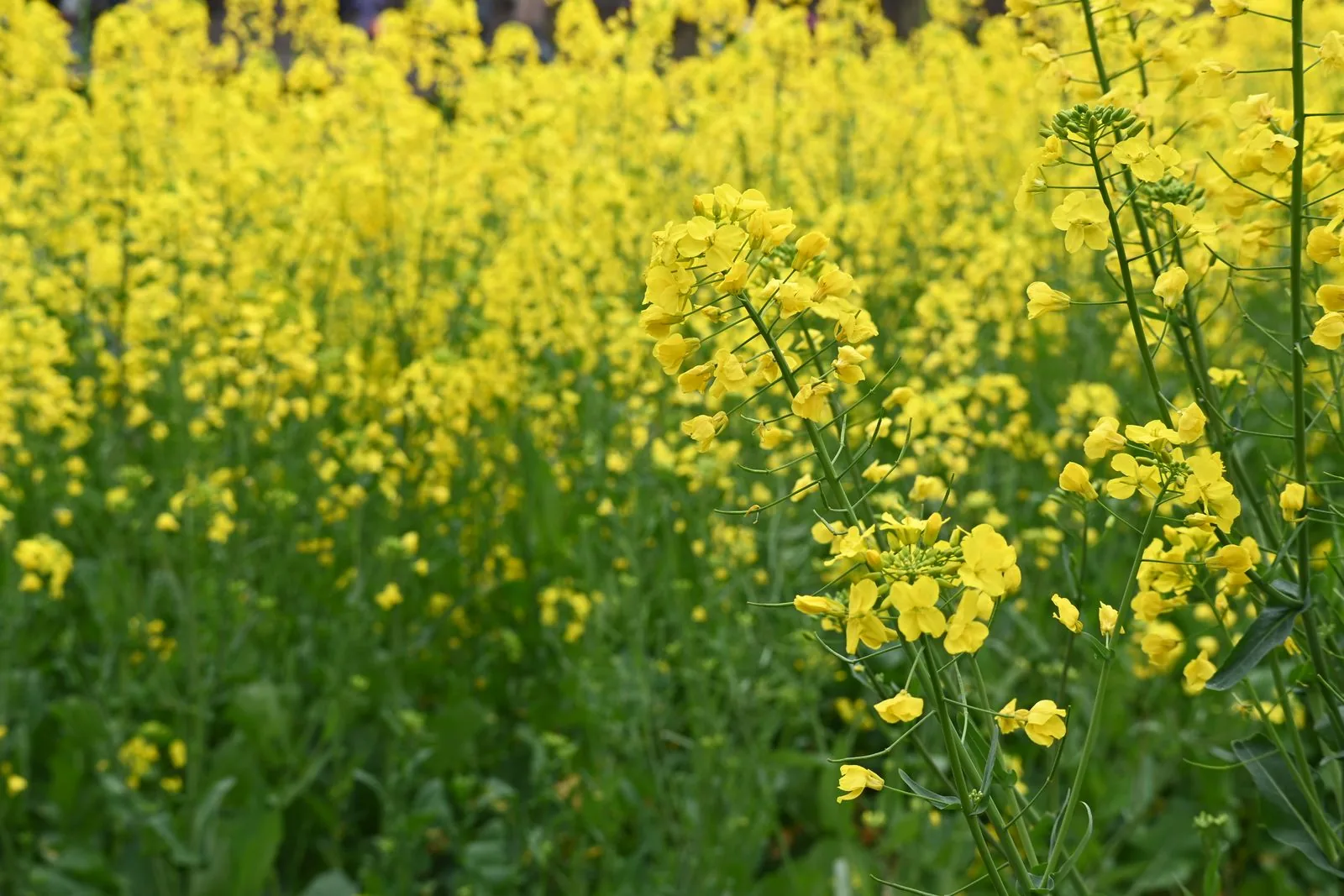 Mustard field in bloom on the prairies