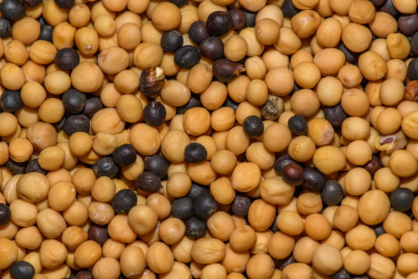 Close-up of harvested mustard seed