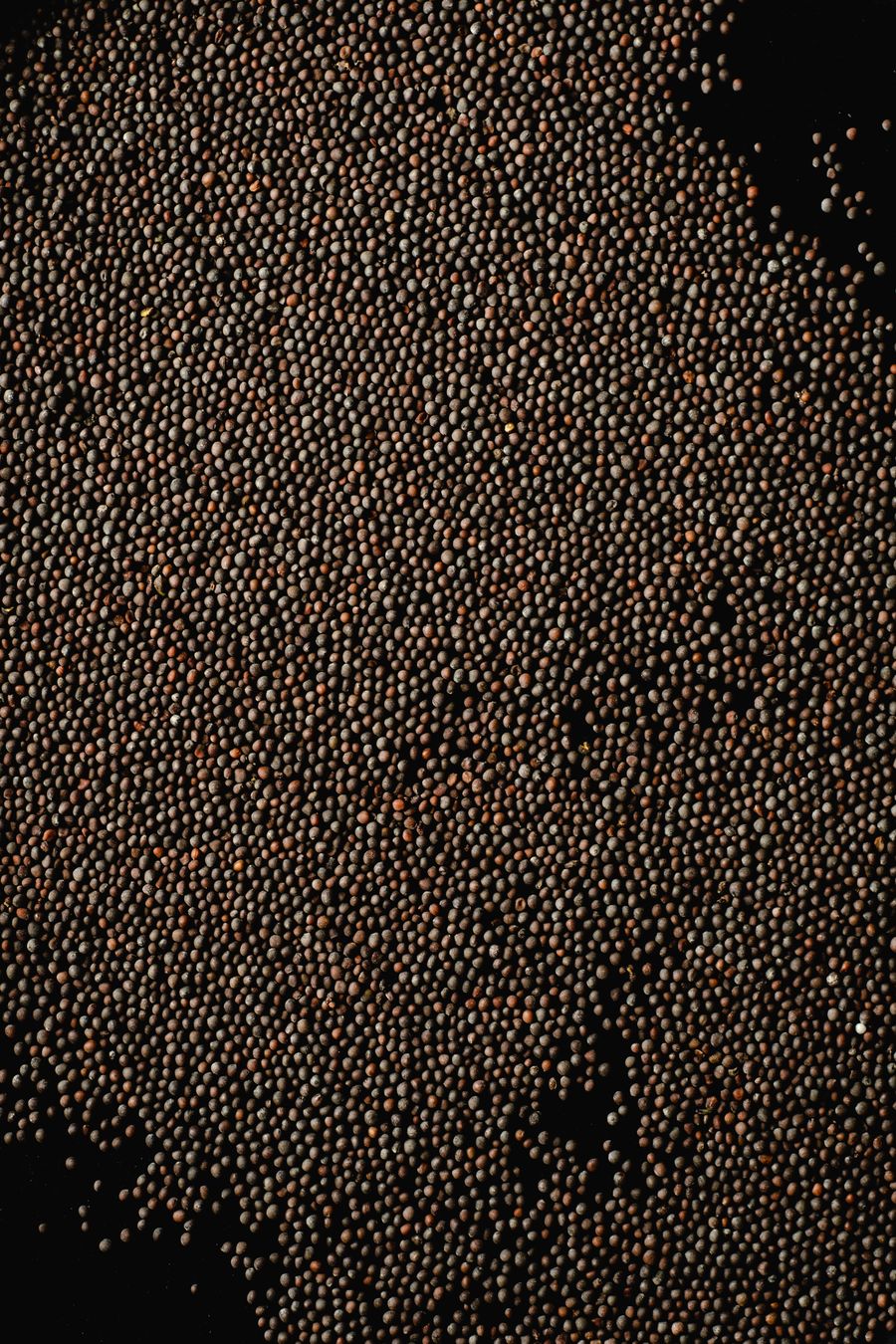 Oriental mustard seed